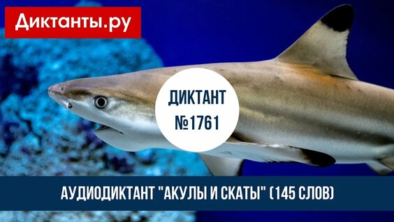 Акула Rutube