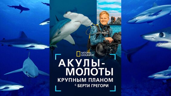 Акула VK Видео