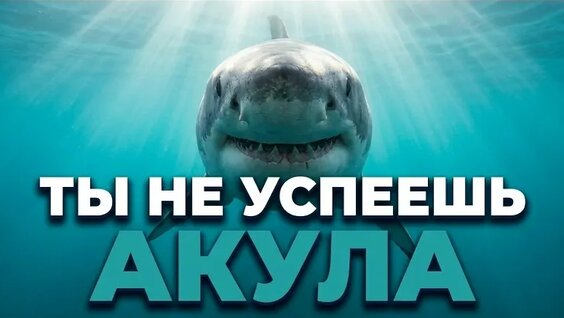 Акула VK Видео