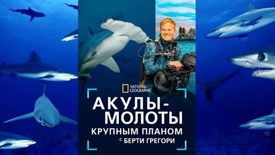 Акула ОК