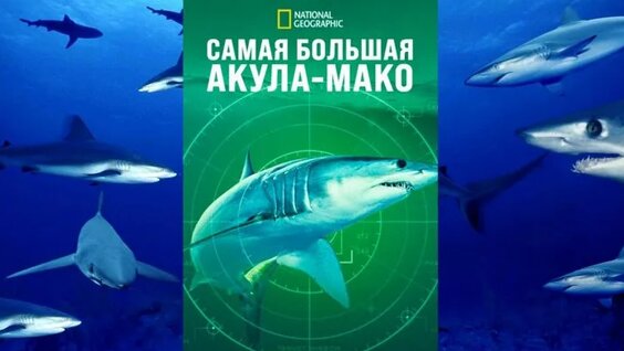 Акула ОК