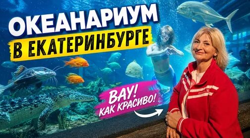 Акула Дзен
