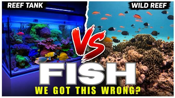 Аквариум YouTube