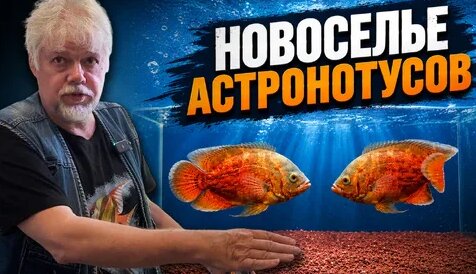 Аквариум Дзен