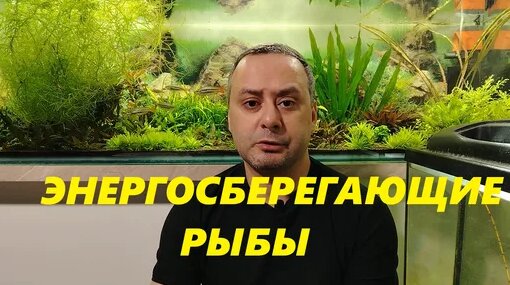 Аквариум Дзен