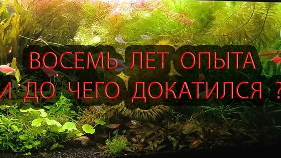Аквариум Rutube
