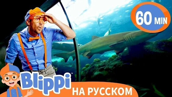 Аквариум VK Видео