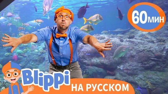 Аквариум VK Видео