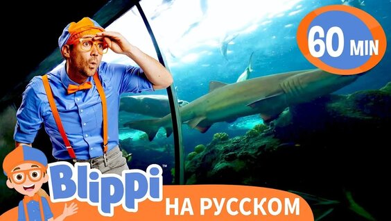 Аквариум VK Видео