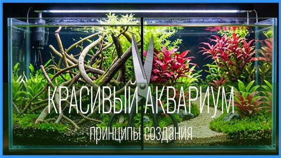 Аквариум VK Видео