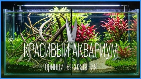 Аквариум Rutube