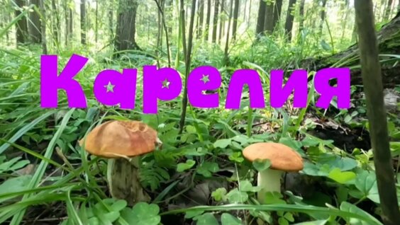Александр Кузнецов VK Видео