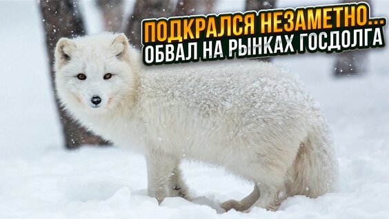 Александр Орлов VK Видео