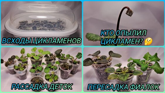 Александр Цекало Rutube