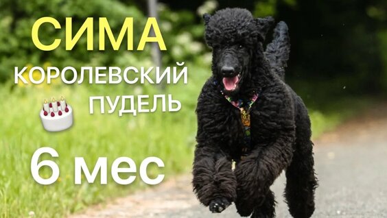 Александр Усик YouTube