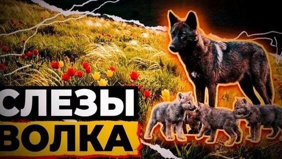 Александр Волков Rutube