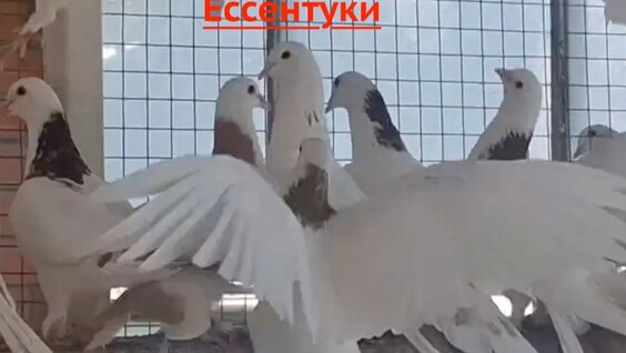 Александр Жаров Rutube