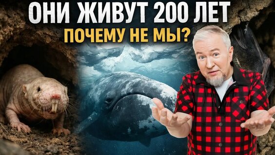 Алексей Водовозов YouTube