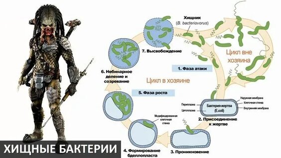 Алексей Водовозов Rutube