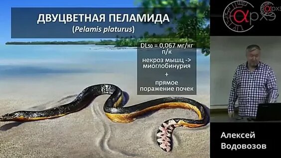 Алексей Водовозов VK Видео