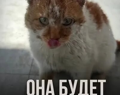 Алексей Земсков YouTube