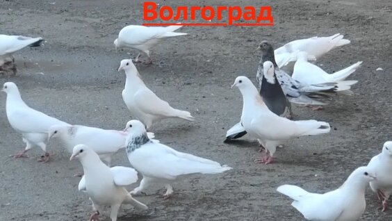 Анатолий Белый Rutube