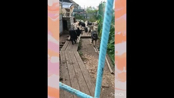 Антон Чехов VK Видео