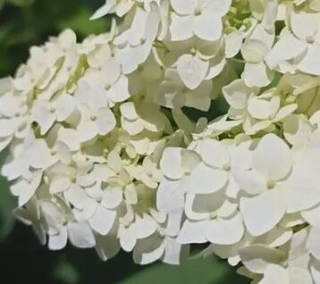 Айза Rutube