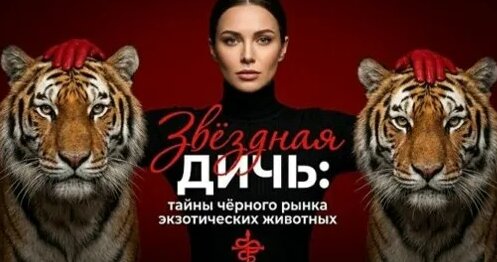 Бари Алибасов VK Видео