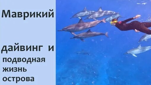 Дельфин Дзен