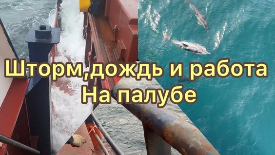 Дельфин YouTube