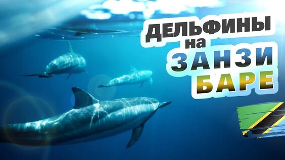 Дельфин VK Видео