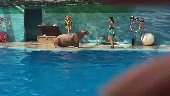 Дельфин VK Видео