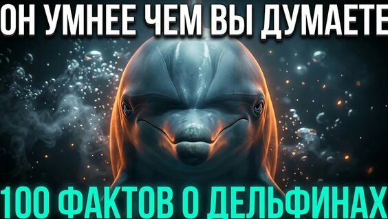 Дельфин Rutube