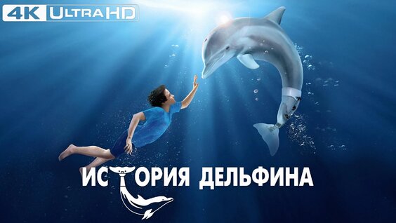 Дельфин VK Видео