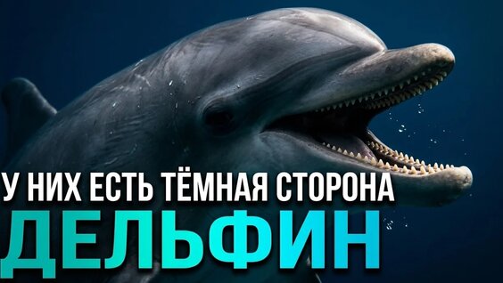 Дельфин VK Видео
