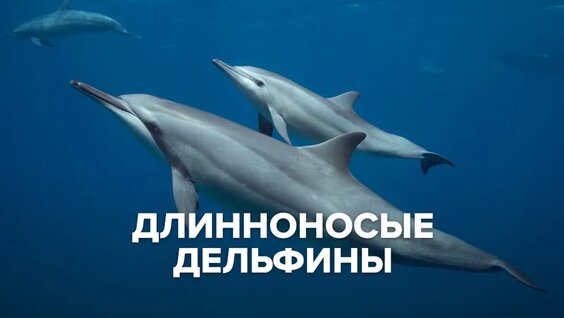 Дельфин VK Видео