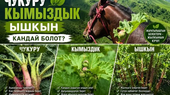 Фогель YouTube