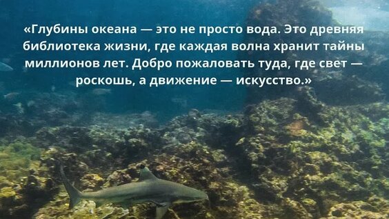 Фогель VK Видео