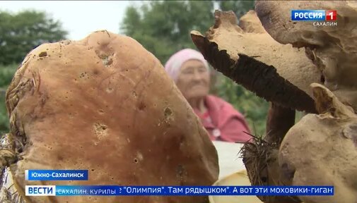 Гарик Харламов Дзен