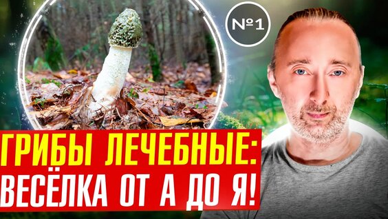 Грибы VK Видео