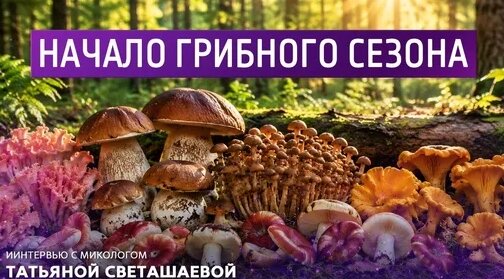 Грибы Дзен