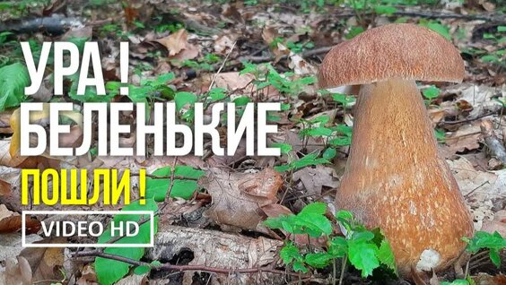 Грибы Rutube