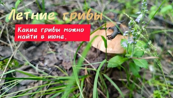 Грибы Rutube