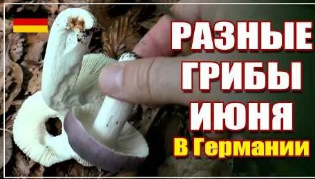 Грибы YouTube