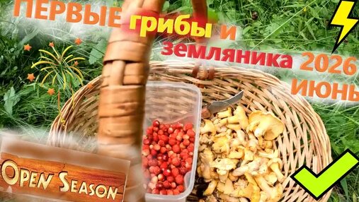 Грибы Дзен