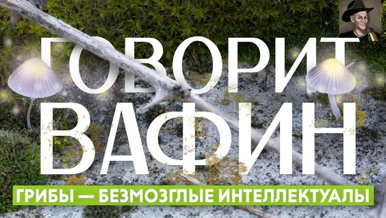 Грибы YouTube