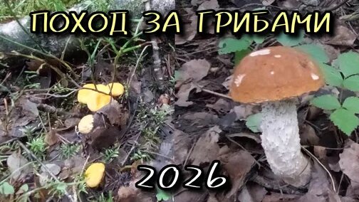 Грибы неделю назад