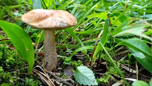 Грибы неделю назад