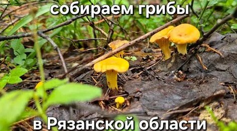 Грибы YouTube